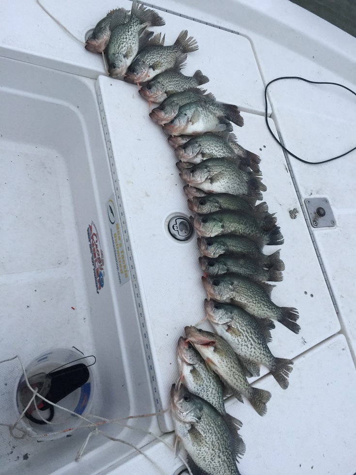 Fresh Stringer of of Crappie